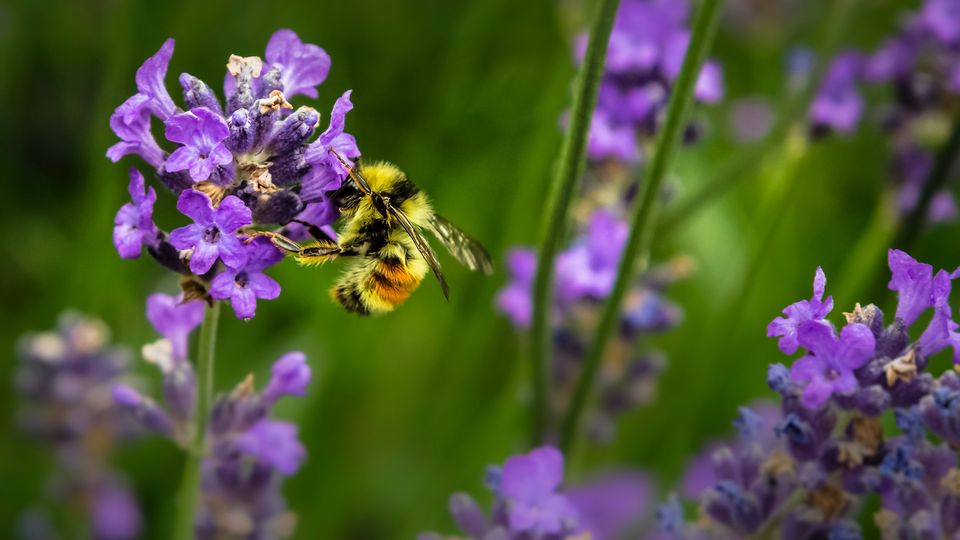 A bee on lavender.