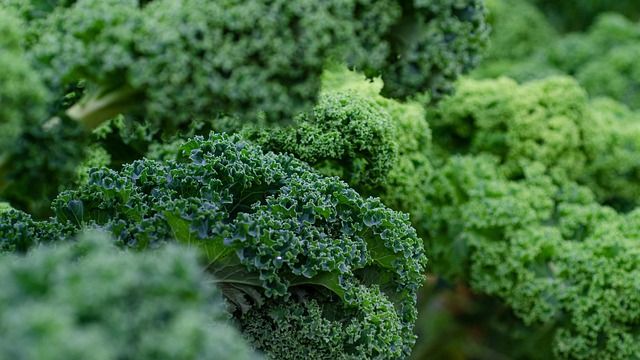 A close up of mature kale plants. 