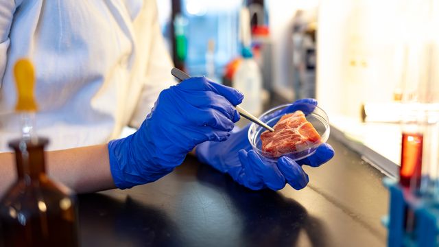 Scientist manipulating a meat sample with tweezers in a Petri dish. 