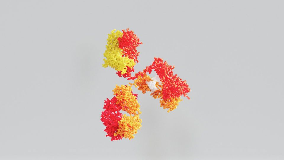 The protein structure of a antibody.