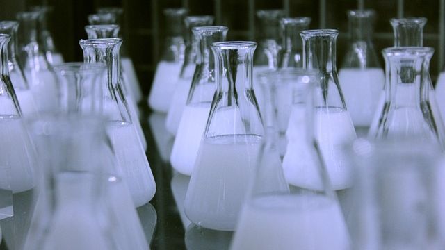 Lots of unlabeled conical flasks containing cloudy white liquid. 