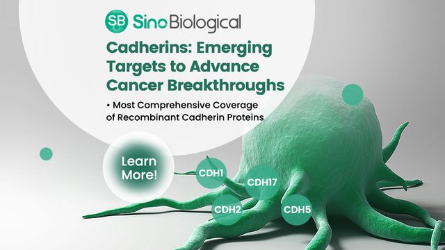 Cadherins: Path to Cancer Breakthroughs 