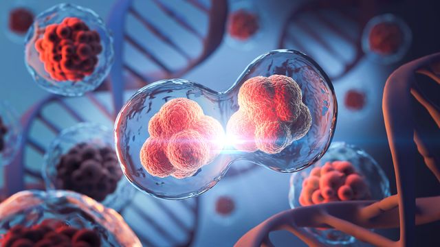 Dividing cancer cells.  