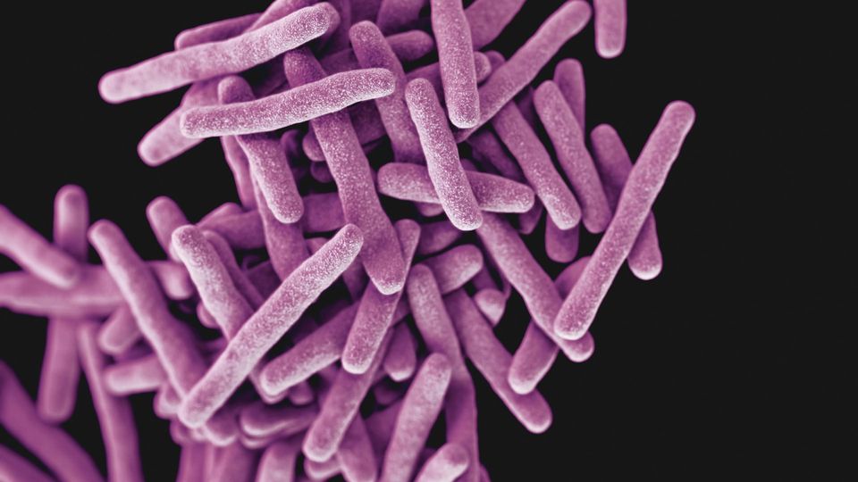  Drug-resistant, Mycobacterium tuberculosis bacteria.