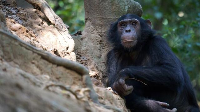 A chimp fishing for termites. 