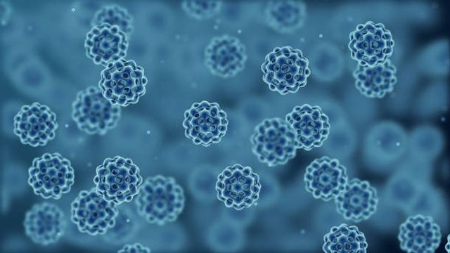 Host Cell Protein 