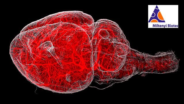 Diving into the 3rd Dimension: Light Sheet Microscopy for Large, Complex Samples content piece image 