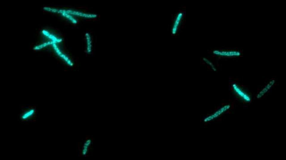 Engineering Bacteria To Make Plant Cytochromes content piece image