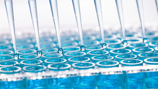 Droplets of liquid falling from pipette tips into a multiwell plate. 