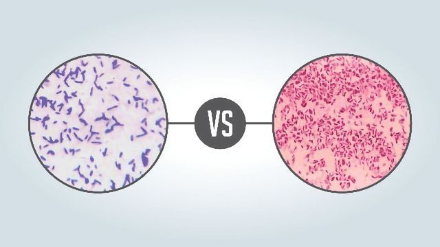 Two circles, each containing a microscopy image of gram positive bacteria or gram negative bacteria. 