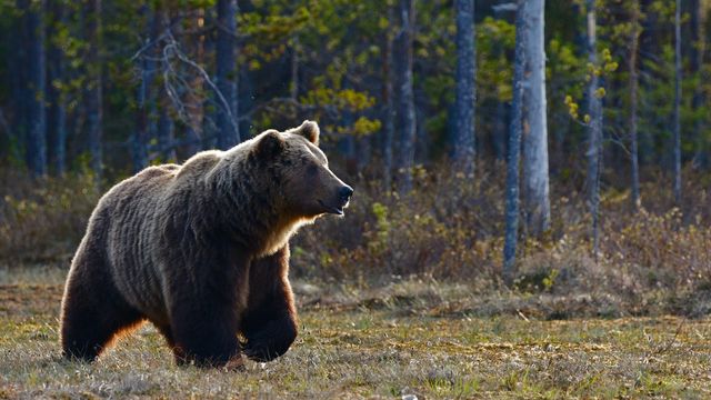 A brown bear. 