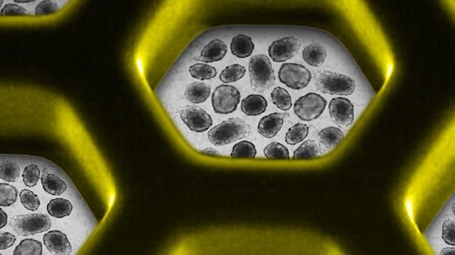 High-Throughput Nanowell-Based Image Verified Cloning for Cell Line Development content piece image 