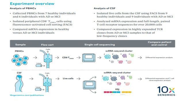 Illuminating the Role of the Adaptive Immune Response in Neurodegeneration content piece image 