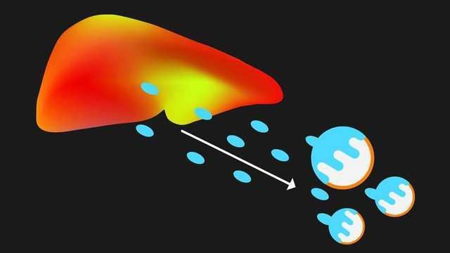 Liver Hormone Puts the Brakes on Metabolism content piece image 