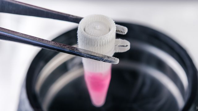 A frozen Eppendorf tube held with tweezers. 