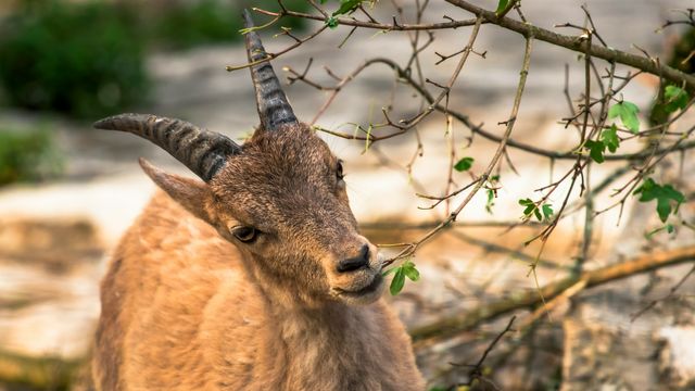 A ruminant chewing on a bush. 