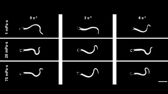 Dark-field microscopy of individual sperm at 200 frames per second with varying viscosities and shear rates. 