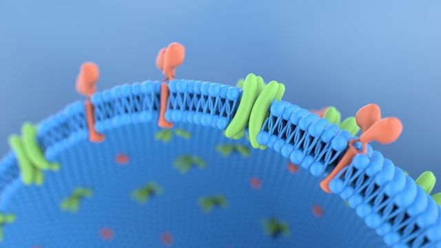 Optimized Expression of Membrane Proteins: New Tools for Difficult-To-Express Proteins content piece image 