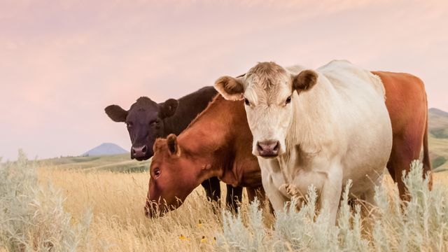 Cows on a field. 