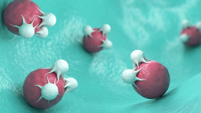 Protein Degradation – A Guide to the Proteasome and Autophagy Systems content piece image 