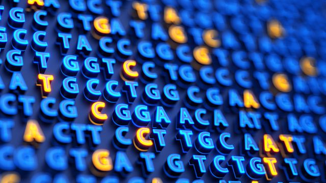 The bases of DNA. 