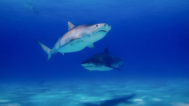 Two sharks swimming in the sea. 