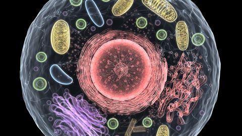 Single-Cell Proteomics: Mass Spec vs Single-Molecule Sequencing