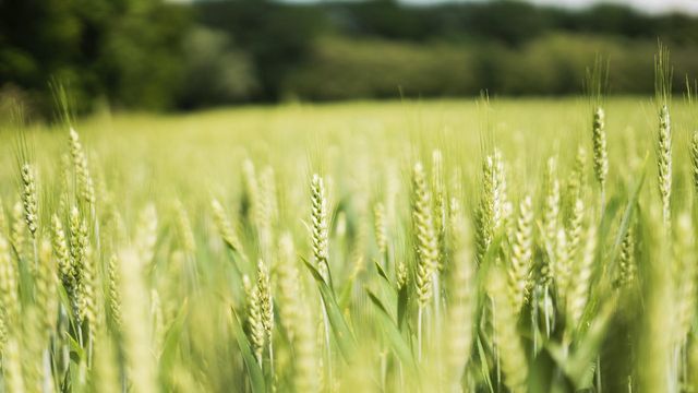 A close up film photograph of the edge of a wheat field, with the background out of focus 