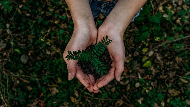 A person holding a plant.  