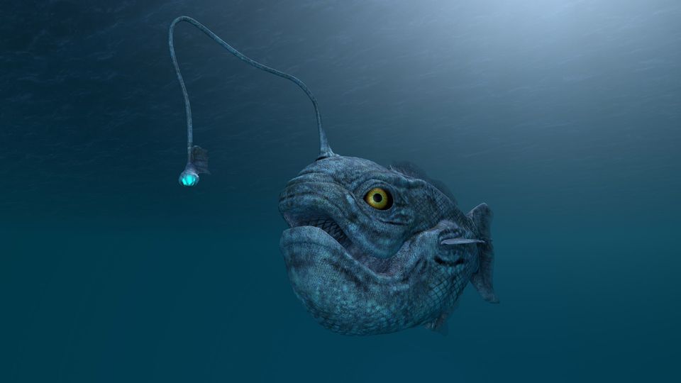 An anglerfish