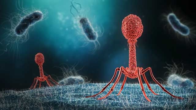 A bacteriophage. 