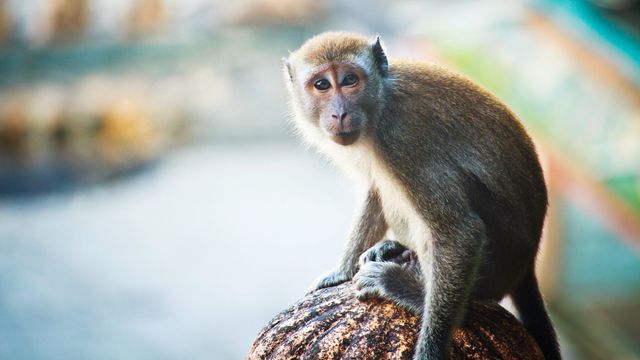 A cynomolgus monkey. 