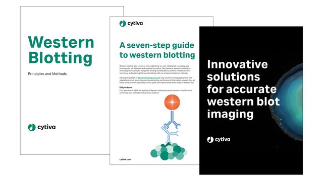 Western blotting 